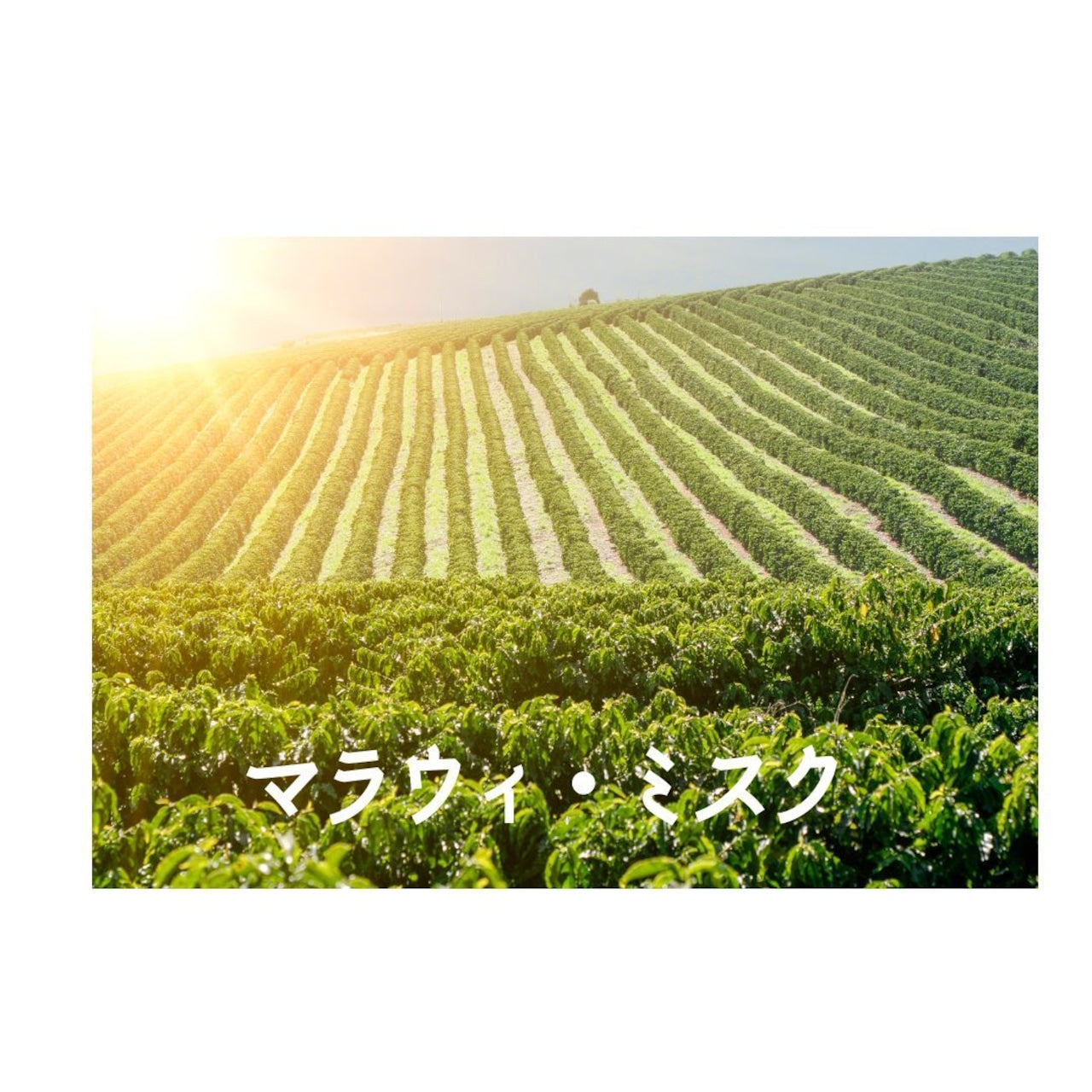 マラウィ ミスク 深煎り【岳山珈琲】