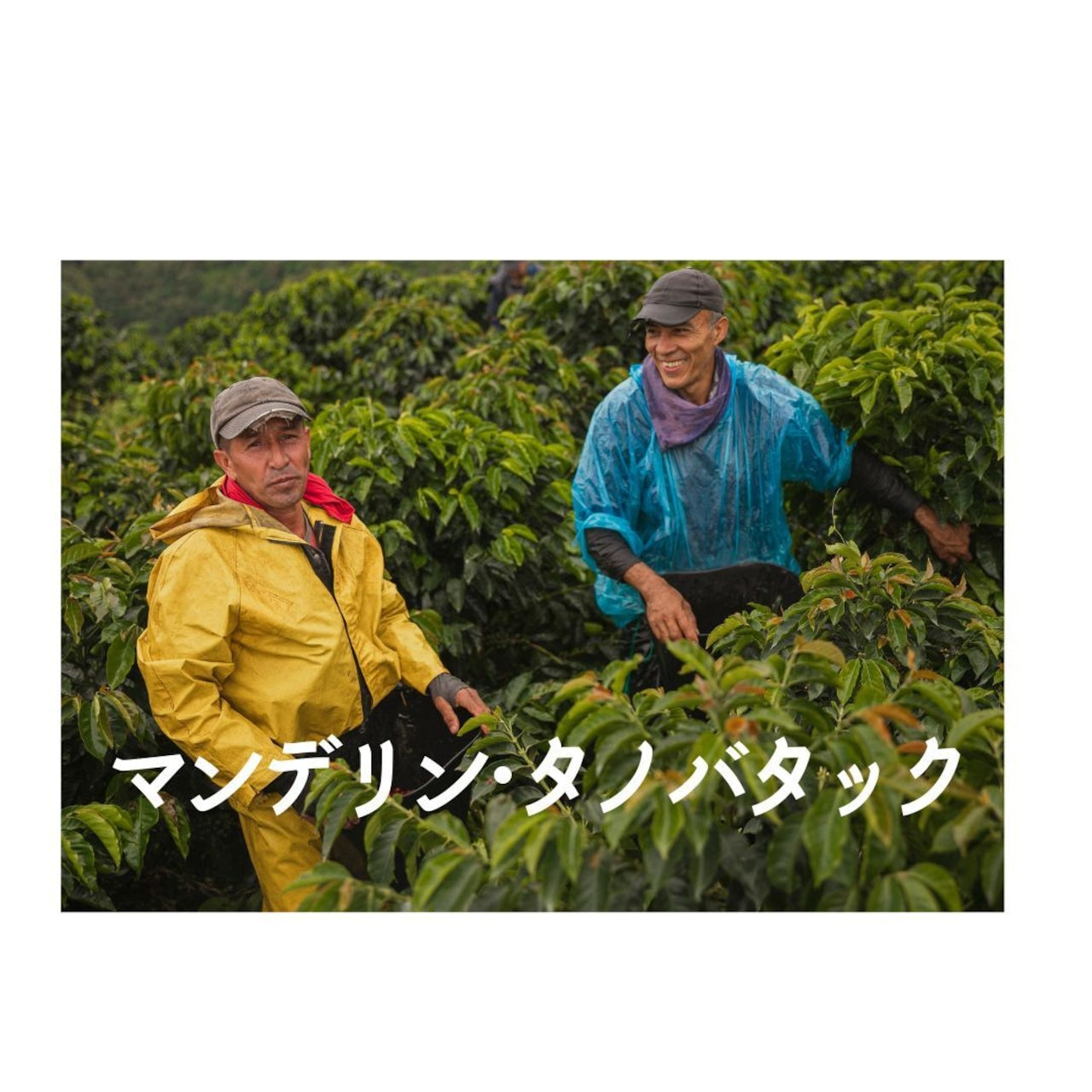 マンデリン・タノバタック 中深煎り【岳山珈琲】