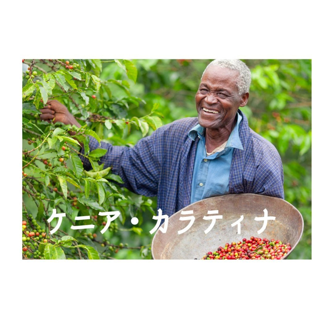 ケニア ・カラティナ|中煎り【岳山珈琲】