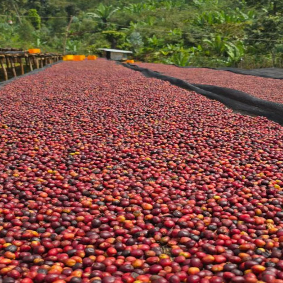 新商品が登場‼ エチオピアNTulise ：　 北欧由来の希少なナチュラルコーヒー