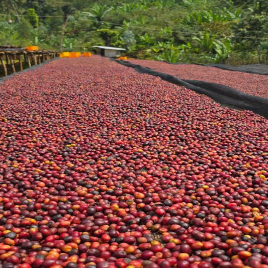 新商品が登場‼ エチオピアNTulise ：　 北欧由来の希少なナチュラルコーヒー