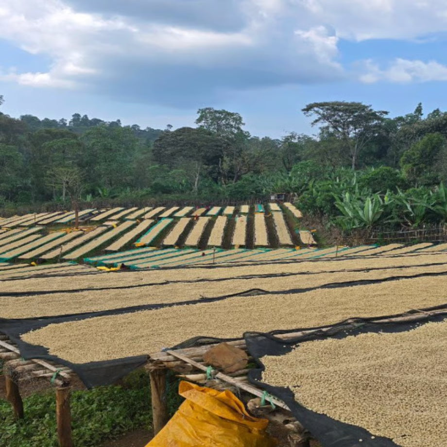 エチオピア N Tulise（トゥリーセ）