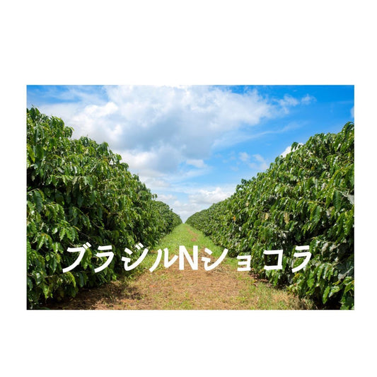 ブラジルNショコラ 中深煎り【岳山珈琲】
