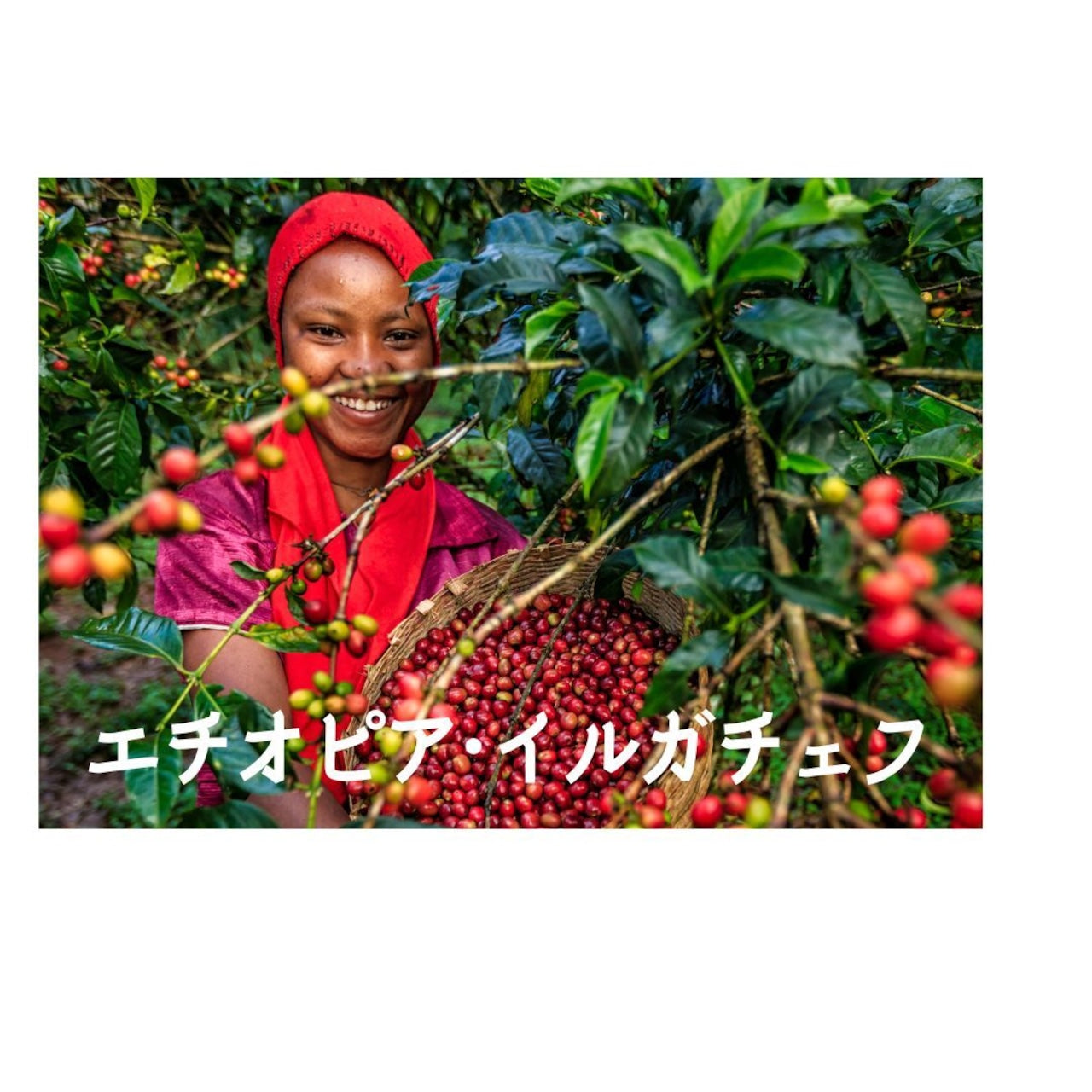 エチオピア・イルガチェフのイメージ画像